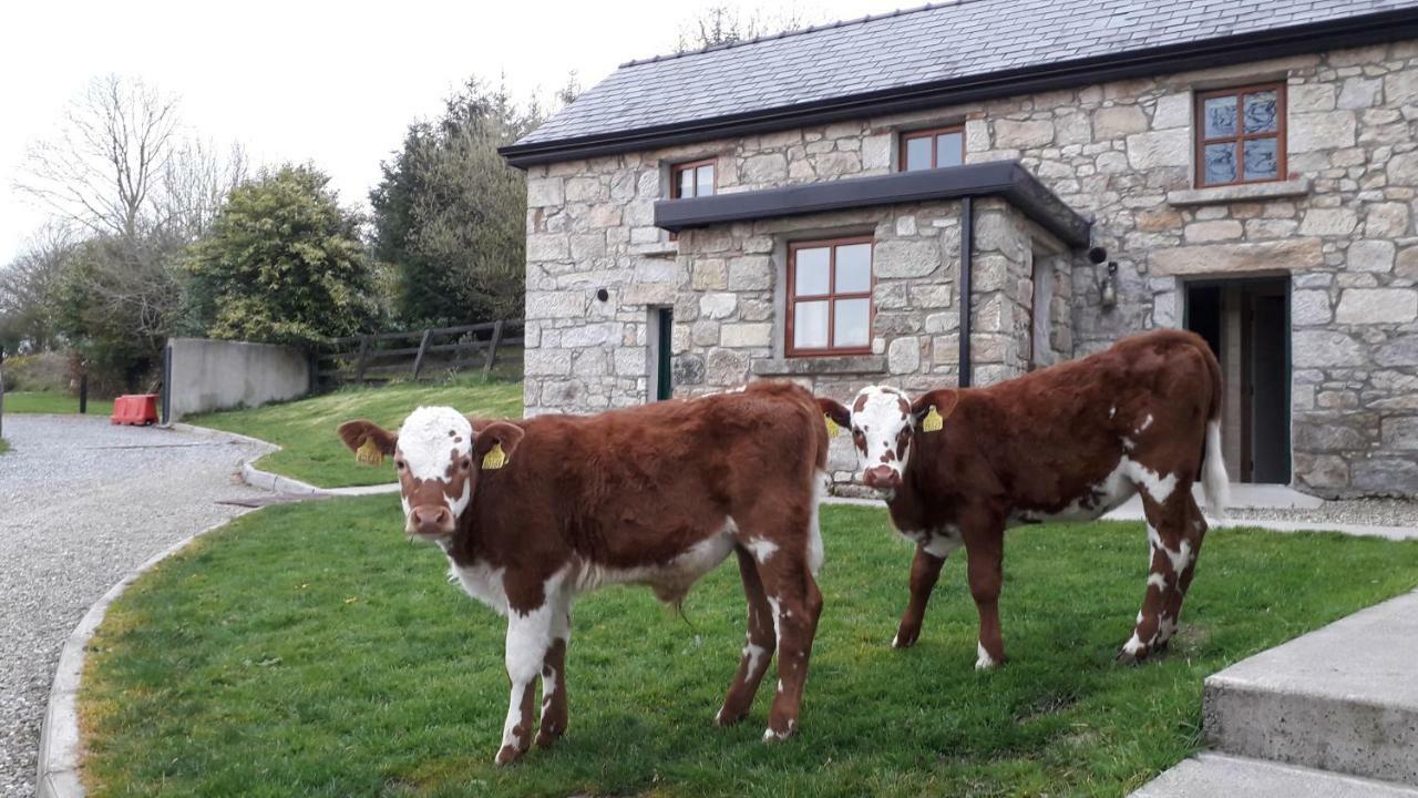 Green Adventure EcoHostel Clonmore Buitenkant foto